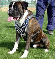 Spike Leather Dog Harness for Boxer
