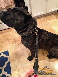 Handsome Doggie Shows off Braided Leather Dog Leash for Stylish Control
