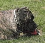 Brandy Mastiff looks Great with Leather Dog Collar on - Special25plates
