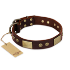 'Shining Armour' FDT Artisan Brown Leather Dog Collar with Decorations