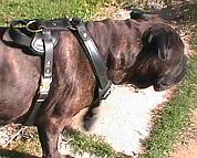Bubba Bullmastiff wearing our Agitation / Protection / Attack Leather Dog Harness - H1_11