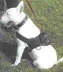 All Weather dog harness for tracking / pulling Designed to fit Bull Terrier- H6_1