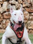 Bull Terrier exclusive FLAMES design leather harness H1(FLAMES)