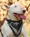 Bull Terrier exclusive BARBED WIRE design leather harness H1(BARBED WIRE)