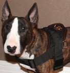 Bull Terrier Rebel looks nice in All Weather dog harness for tracking / pulling - H6
