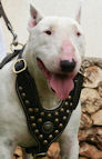 Royal Bull Terrier Harness - Exclusive Design Studded Leather Harness