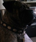 Lou is awesome in Retro Rulz - Gorgeous Vintage Dog Leather Collar - C103_1