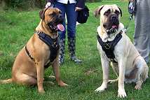 Exclusive Luxurious Handcrafted Padded Leather Dog Harness Perfect for your Bullmastiff H10_1