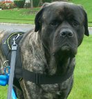 Stylish look of a dog in All Weather Extra Strong Nylon Harness