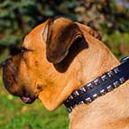 Stylish Adjustable Leather Cane Corso Collar