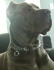 Drago finds excellent his new STAINLESS STEEL-Dog pinch collar made in Germany - 50004 55 (3.25mm)