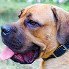 Durable Leather Choke Cane Corso Collar