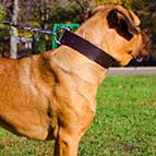 Wide Walking Leather Cane Corso Collar