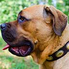 Cane Corso Gorgeous Vintage Dog Leather Collar