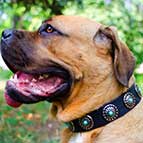 Gorgeous Wide Tan Leather Dog Collar - Fashion Exclusive Design