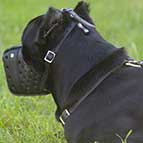 Cane Corso Dog Attack Training Leather Muzzle