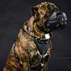Cane Corso Dogs Working Muzzle for Everyday Training Walking