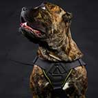 Brand New Multifunctional Cane Corso Nylon Harness