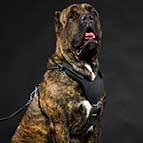 Adjustable Leather Cane Corso Harness for Attack / Protection Training