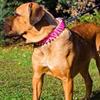 Pink Leather Cane Corso Collar with Nickel Spikes for Daily Walking