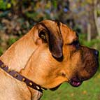 Chic Walking Spiked Leather Cane Corso Collar