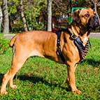 Designer Brass Spiked Cane Corso Harness for Canine Walking and Training
