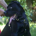 Tracking, Walking and Training Leather Cane Corso Harness