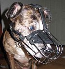 Gorgeous Charlie wearing our Wire Basket Dog Muzzles - M4light