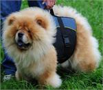 30% Discount - NEW 2017 All Season Extra Strong Nylon Vest Harness - H13-Outdoor-Chow-Chow