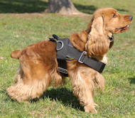 Cocker Spaniel wears All weather harness - H6