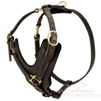 Collie dog harness for walking