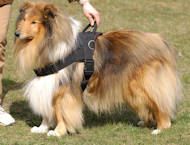 Next Nylon multi-purpose dog harness for tracking/pulling Collie larger image Nylon multi-purpose dog harness for tracking/pulli
