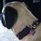 Nice dog in Gorgeous Wide 2 Ply Leather Dog Collar