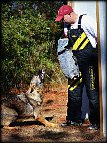 Corey training German Shepherd with Bite Protection Sleeve on - PS200