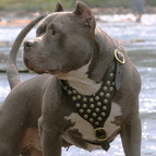 Powerful Dave in Studded Leather Dog Harness for Pitbull