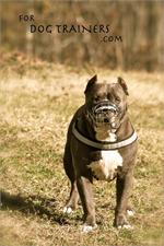 Dave wearing our exclusive NEW Pitbull Revolution Design Wire Dog Muzzle - M9-1