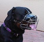 Diesel Rottweiler enjoys wearing Wire Basket Dog Muzzle