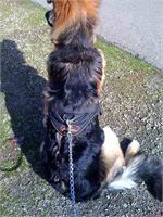 Dilbar wearing our All Weather dog harness for tracking / pulling Designed to fit German Shepherd - H6