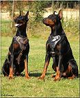 Agitation / Protection / Attack Leather Dog Harness Perfect For Your Doberman H1_1