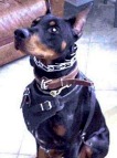 Padded Leather dog collar - C24_6