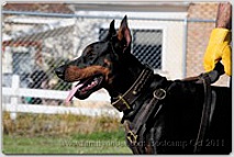 Kourosh looks very stylish in Gorgeous Wide 2 Ply Leather Dog Collar - new Fashion Exclusive Design