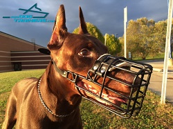 Doberman Shows off Wire Cage Dog Muzzle for Everyday Walking and Training