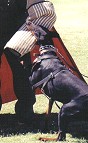 Intermediate Training Dog Sleeve Made of Natural Jute