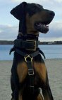 Saxon shows Luxurious handcrafted leather dog harness - H7