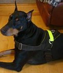 Sergio looks brilliant in All Weather Reflective harness H6plus - (5 sizes available)