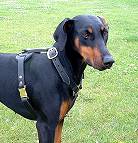 Great looking Doberman wearing our Luxury handcrafted leather dog harness H7_1