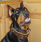 Gorgeous Doberman wearing our 2 ply leather agitation dog collar-C33NH_3