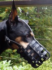 Nicely-looking Doberman in *Everyday Light Weight Super Ventilation muzzle