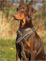 High Quality Leather Canine Harness for Attack Training - Fits Dobermans and Other Large Breed Dogs