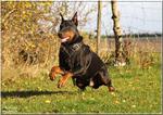 Agitation / Protection / Attack Dog Harness Perfect For Your Doberman H1